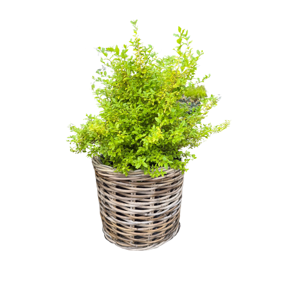 Rattan Planter Basket - Basketly