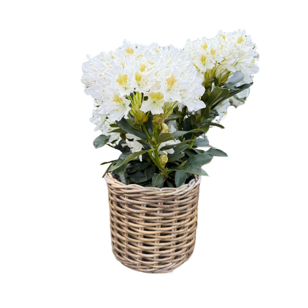 Rattan Planter Basket - Basketly