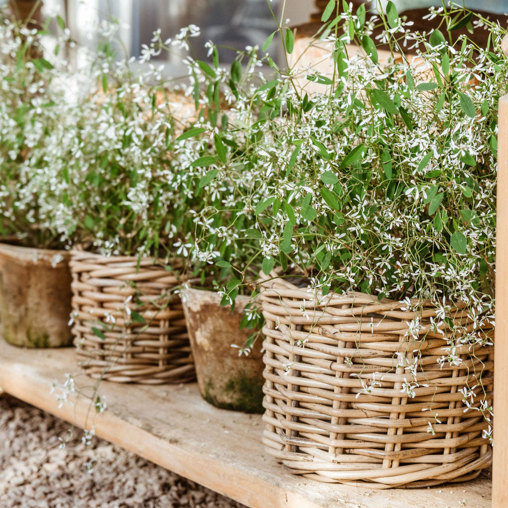 Rattan Flower Pot Basket with Plastic Inner - Basketly