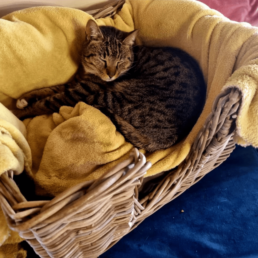 Rattan Pet Bed with Pillow - Basketly