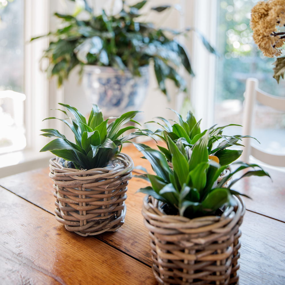 rattan indoor plant pots Rattan Flower Pot Basket with Plastic Inner