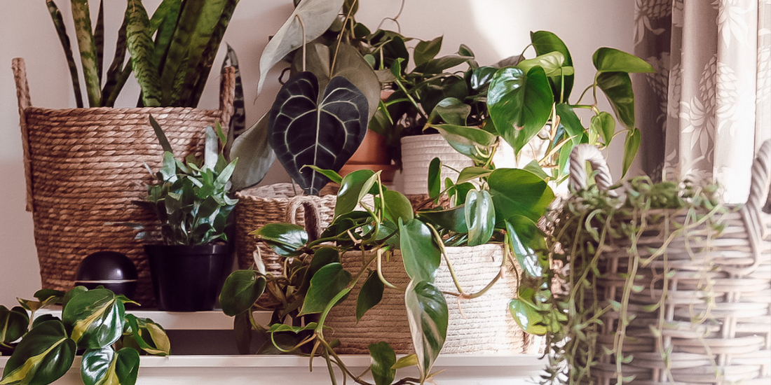 Embracing Biophilic Design: Incorporating Baskets into Your Home Decor