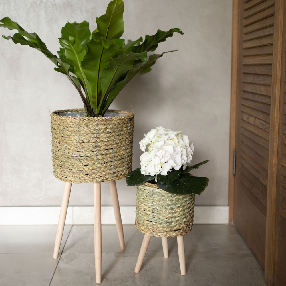 East Coast vs. West Coast Why Plant Pot Sizes Differ and Why There’s