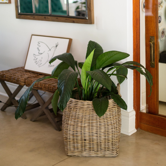 How to Choose the Right Basket Size for Your Potted Plant