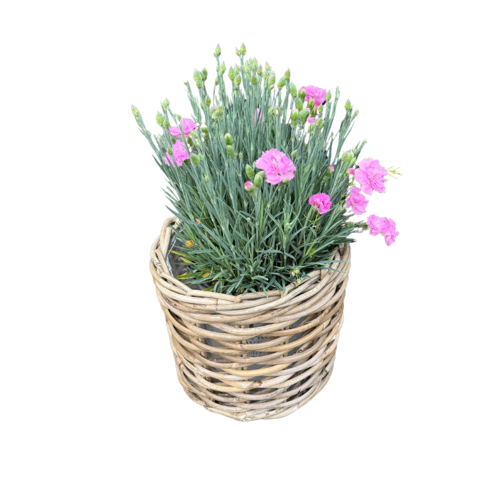 Rattan Planter Basket Set - Thumbnail 4