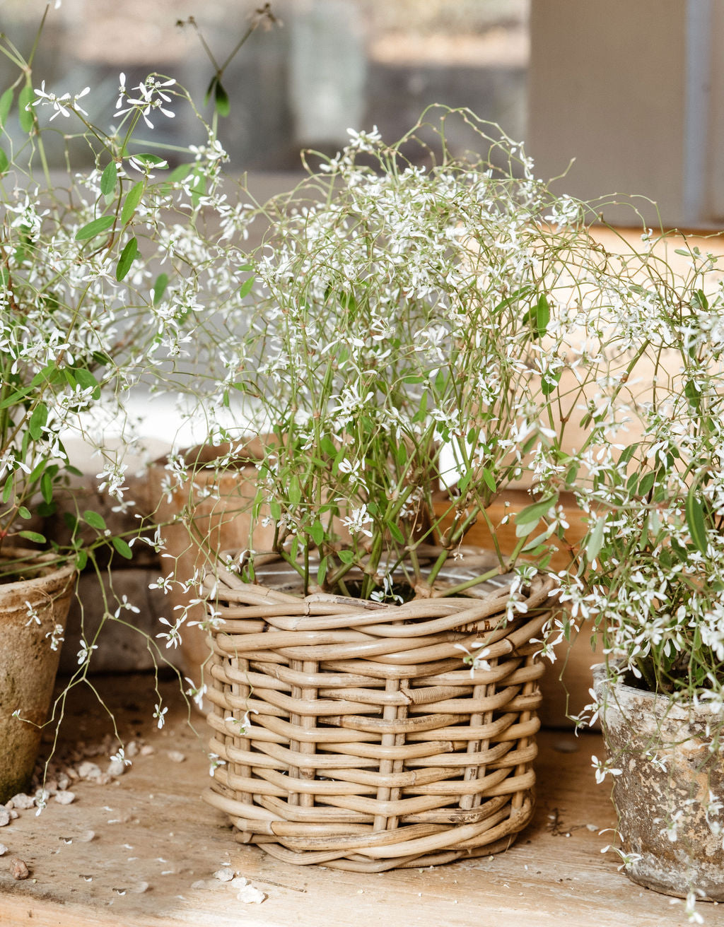 plant pot rattan Rattan Flower Pot Basket with Plastic Inner Set