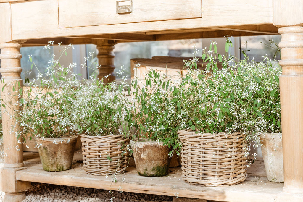 plant pot storage Rattan Flower Pot Basket with Plastic Inner