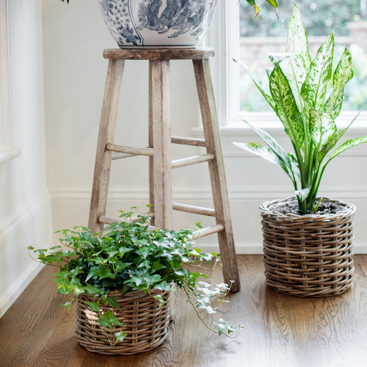 Rattan Planter Baskets - Basketly