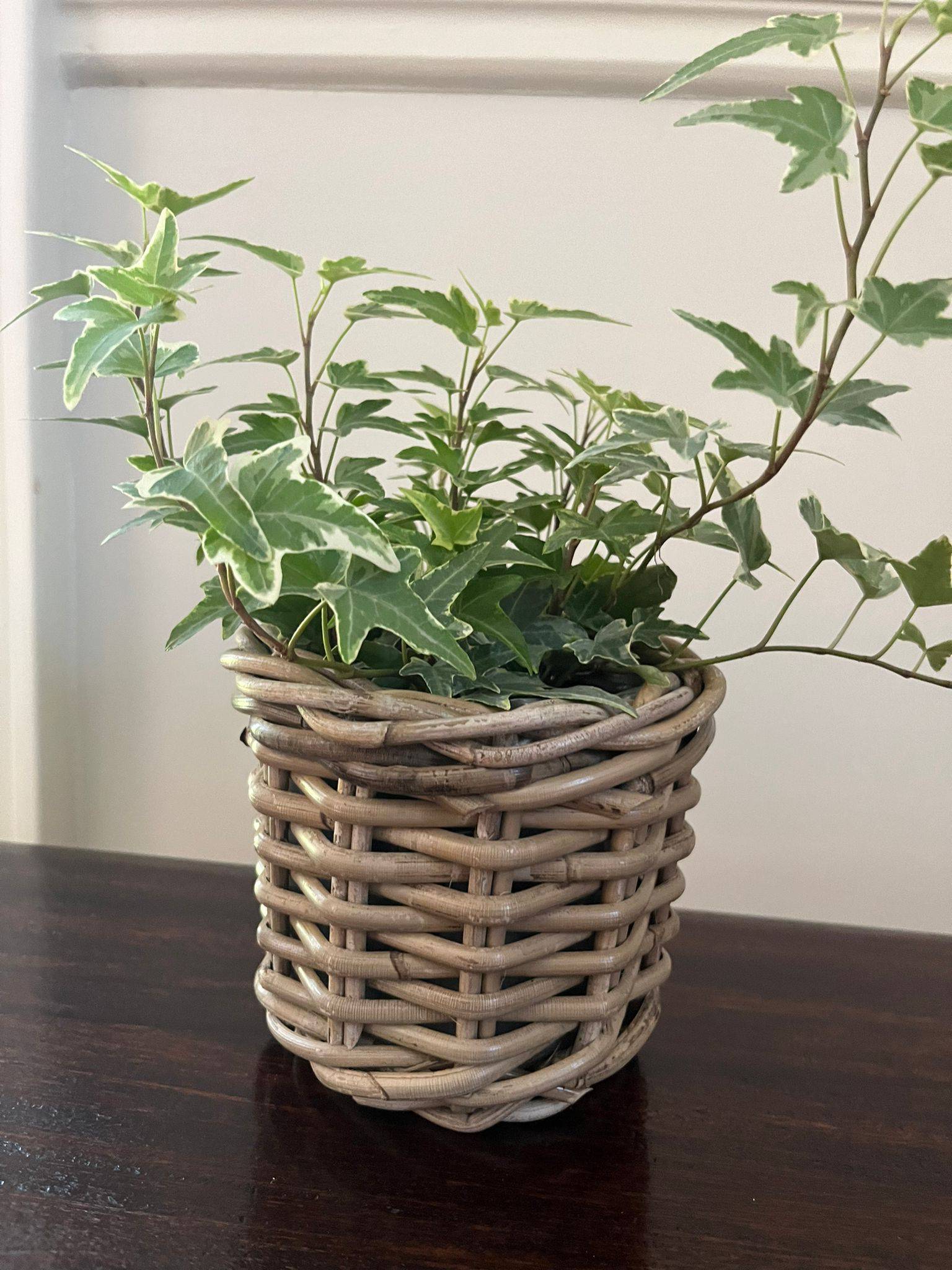 plastic plant baskets Rattan Flower Pot Basket with Plastic Inner