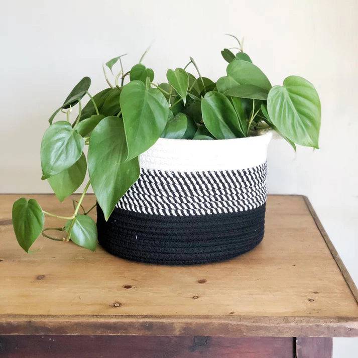 Black Ombre Cotton Basket with plant inside