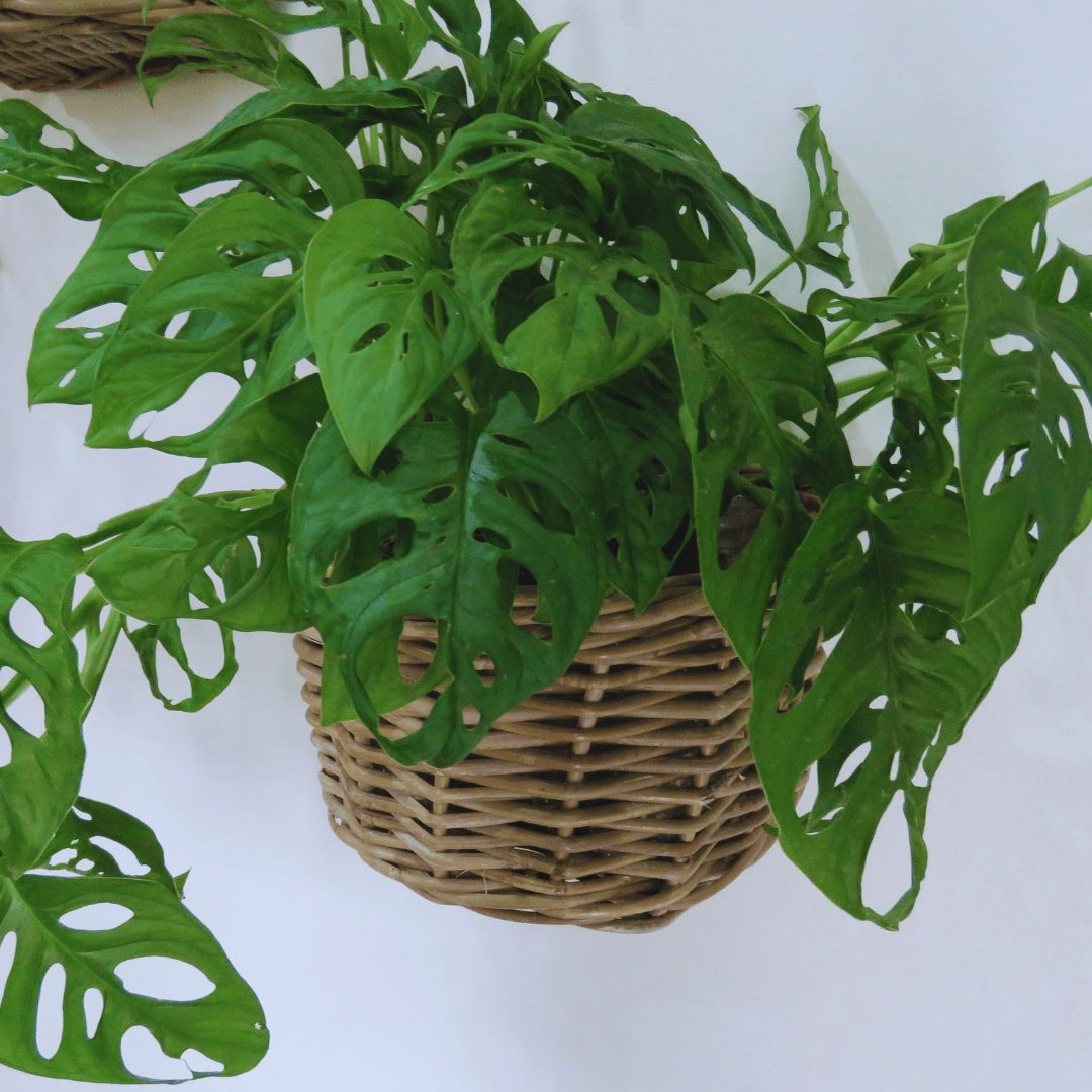 Rattan Wall Basket