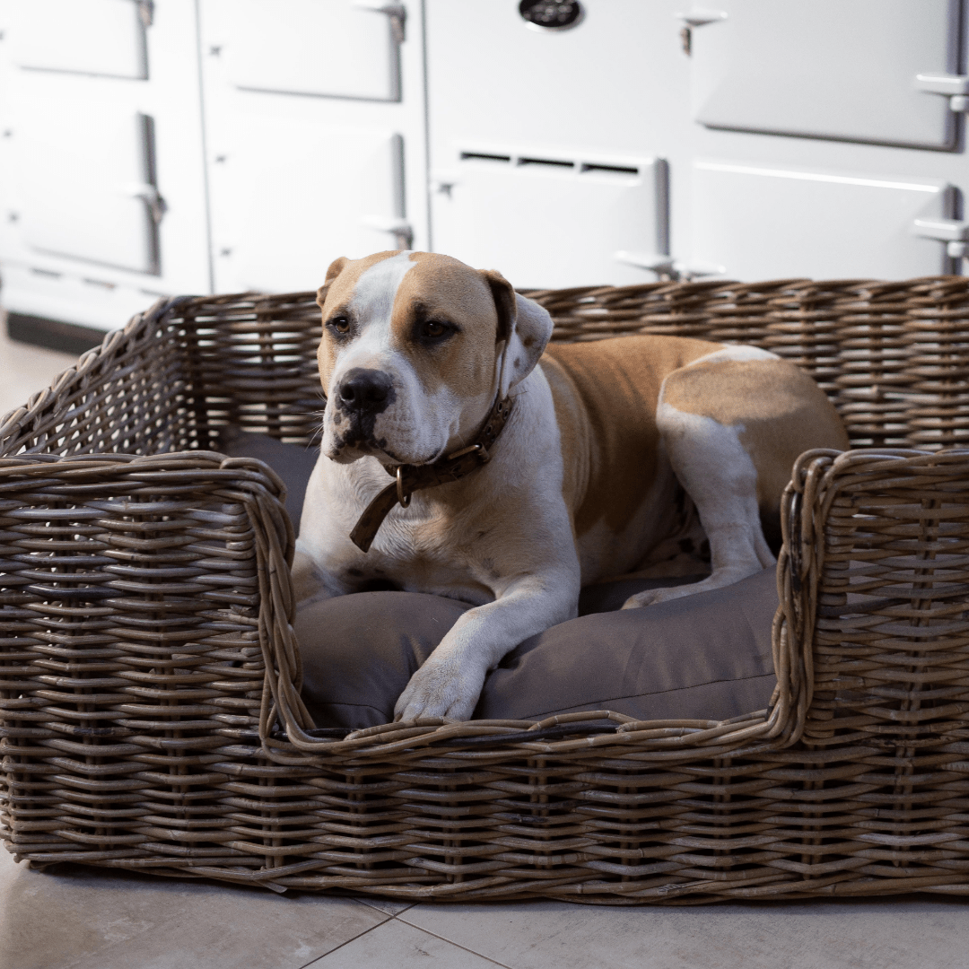Rattan Pet Bed with Pillow - Basketly