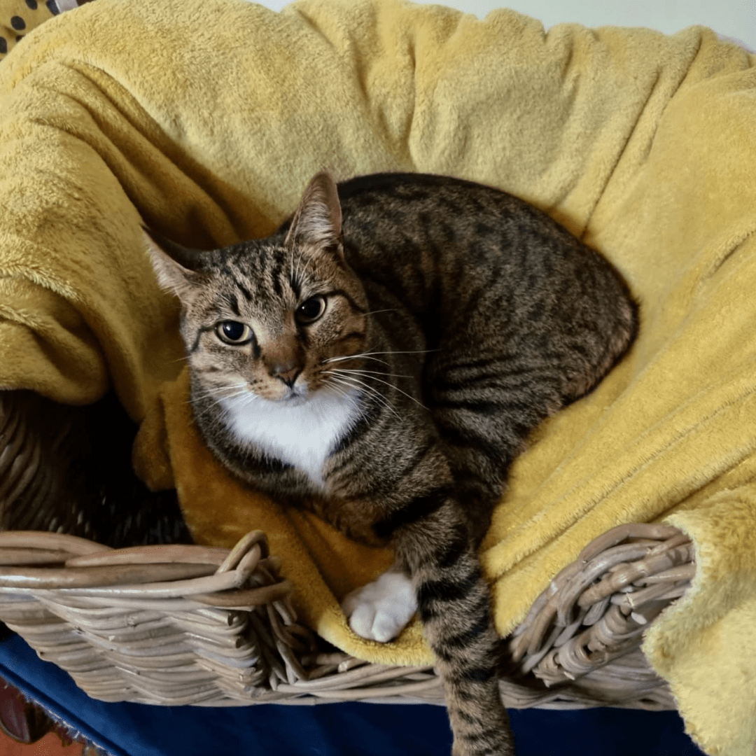 Rattan Pet Bed with Pillow - Basketly
