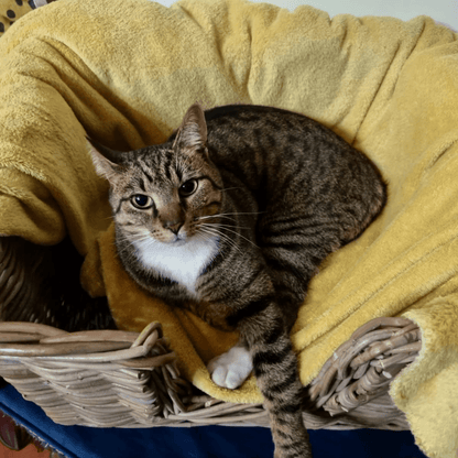 Rattan Pet Bed with Pillow - Basketly