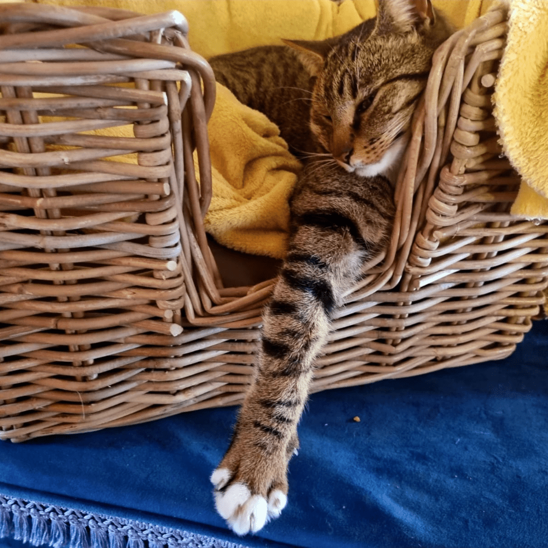 Rattan Pet Bed with Pillow - Basketly