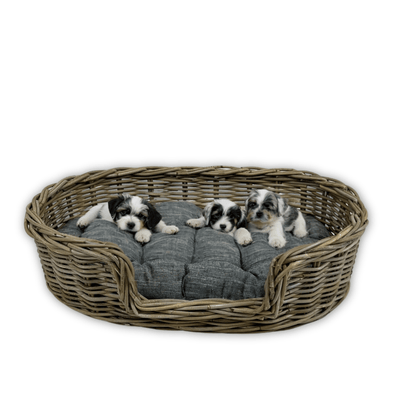 Oval Rattan Pet Bed with Pillow